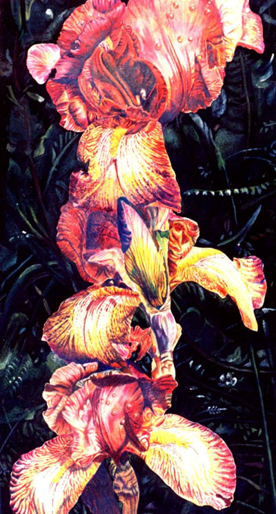 Ref.G12:Iris after the rain.